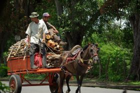 Horse pulling a load of lumber in Nicaragua – Best Places In The World To Retire – International Living